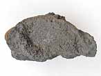 Planohybodus grossiconus cartilage Fossile du jurassique Boulonnais